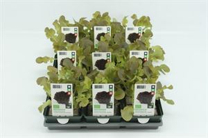 Bild von Sla. Eikenbladsla Rood